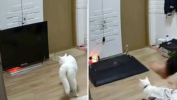 Chú mèo tung cước đá đổ tivi