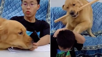 Cậu chủ bị chú chó đánh đòn vì vừa học bài vừa xem điện thoại