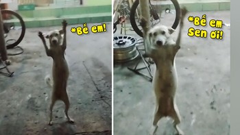 Chú chó mừng rỡ nhảy cẫng lên đòi bế khi thấy chủ về