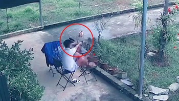 Diều hâu rình bắt vành khuyên trong lồng
