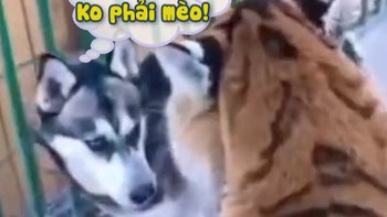 Husky xanh mặt vì hổ báo nhầm hổ với mèo