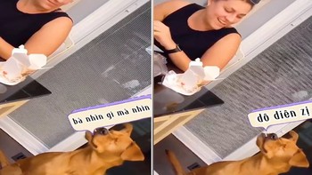 Chú chó 'răng khểnh cả hàm' khiến khách cười xỉu