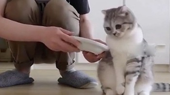 Chú mèo giận dỗi vì sen không hiểu ý khi cho ăn