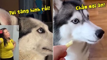 Những chú chó Husky tấu hài nhất hành tinh