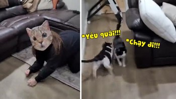 2 chú mèo bỏ chạy té khói khi bị sen đeo mặt nạ hù