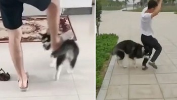 Chú chó Husky 'trả thù' sen vì ngày nhỏ dám bắt nạt