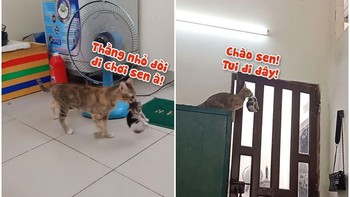 Mèo mẹ tha con lên mái nhà đi dạo