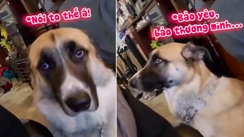 Chú chó hờn dỗi vì tưởng sen hết yêu mình