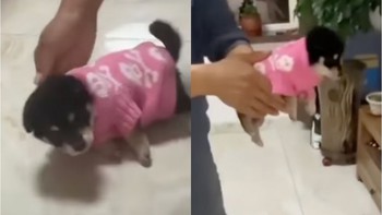 Chú cún loạng choạng ngã nhào sau khi được thay áo mới