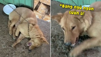 Chú chó diễn sâu giả vờ chết lừa cô chủ