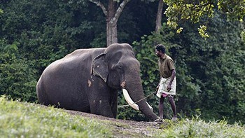 Huấn luyện 'voi sát thủ' để đẩy lùi… voi hoang dã