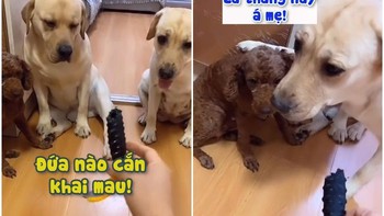 Anh cả vội khai em út cắn rách lót chân chống xe để không bị đòn
