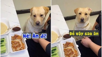Chú chó bắt sen quấn thịt với rau mới chịu ăn