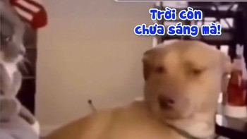 Chú chó bị mèo đánh vì ngủ nướng