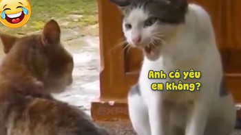 Cô mèo tỏ tình bạn trai phong cách nổi quạu