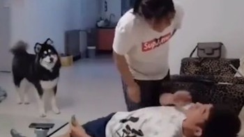 Cậu chủ bị đánh đòn vì husky mách lẻo giành đồ ăn