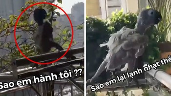 Chú chim trụi lông hát bài ca thất tình gây chao đảo cộng đồng mạng