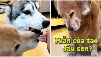 Golden hờn dỗi khi sen không cho cánh gà chiên