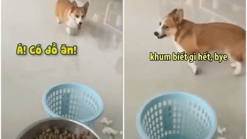 Corgi bỏ chạy vào chuồng đóng cửa khi sen hỏi tội xé giấy