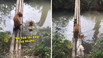 Chú chó lao xuống kênh vì đồng bọn qua cầu tre lâu