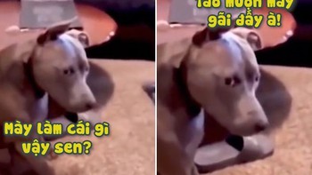 Chú chó muốn nổi quạu khi bị đụng vào vùng riêng tư