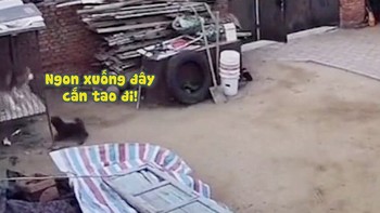 Chú chó hổ báo bị husky đánh no đòn