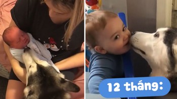 'Bảo mẫu' husky và cậu bé