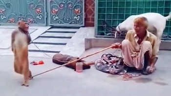 Chú khỉ chắp tay sau lưng, nhún nhảy yêu đời