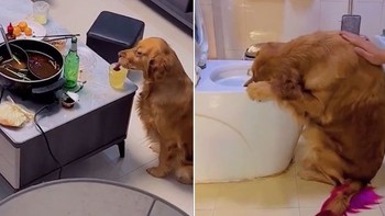 Chú chó say tí bỉ gục đầu vào bồn cầu ói vì uống trộm bia của chủ