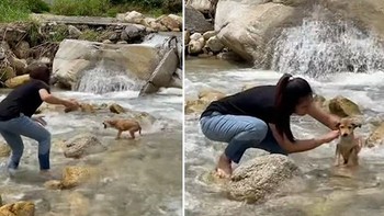 Cô gái cứu chú chó mắc kẹt giữa dòng nước