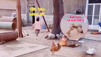 Chú chó đánh gà trống tơi bời vì bắt nạt cô chủ