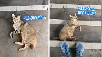 Chú mèo liên tục ve vãn đòi khách đi đường 'hốt về nuôi'