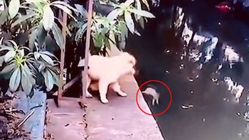 Chú chó hất con chuột xuống kênh vì hôi