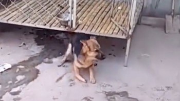 Chú chó bị sang chấn tâm lý sau khi đập mặt vào cánh cửa