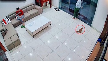Mèo bị sang chấn tâm lý khi đập mặt liên tiếp vào kính cường lực
