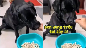Chú chó nổi quạu vì sen cho ăn lắt nhắt