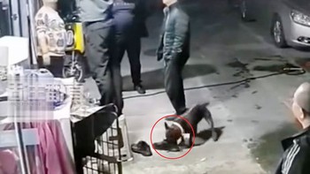 Chú chó ói xanh mặt vì ngửi đôi giày hôi