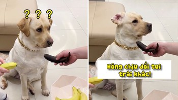 Chú chó giận dỗi khi chủ cho quả chuối hư