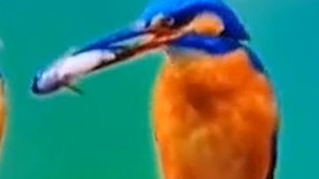 Chú chim bắt cá cho bạn đời ăn để xin lỗi nhưng bất thành