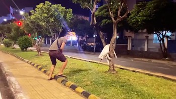 Chú chó pitbull bị mắc kẹt trên cây