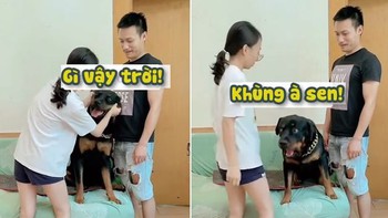 Chú chó nổi khùng với cô chủ đùa nhây