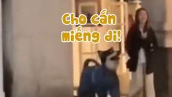 Chú chó bị sen đánh đòn vì chạy theo cô gái để xin ăn