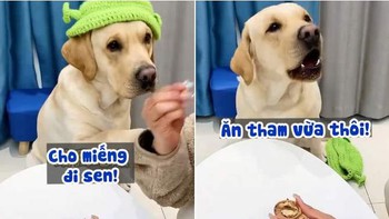 Chú chó nổi đóa vì sen tham ăn