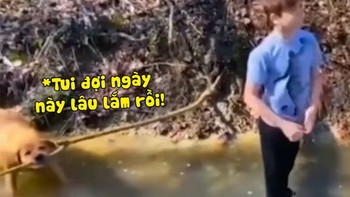 Chú chó kéo cây vụt mông cậu bé