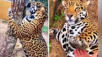 Chú báo gấm mập ú như heo