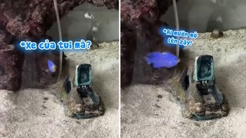Chú cá nổi quạu khi chủ đụng vào đồ chơi của mình