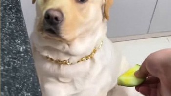 Chú chó giận dỗi vì xin miếng dưa hấu nhưng sen lại cho vỏ