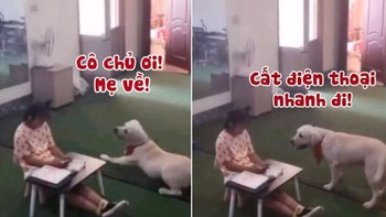 Chú chó nhắc nhở cô chủ cất điện thoại để học bài khi thấy mẹ về