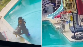 Chàng trai khổ sở với 2 chú chó thay nhau ngã xuống hồ bơi