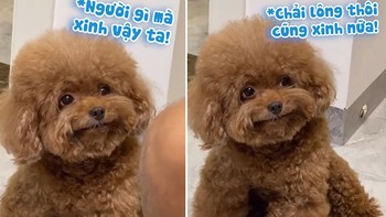 Chú chó ngồi ngắm nhìn crush được sen chải lông